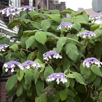 Hydrangea aspera 'Macrophylla'