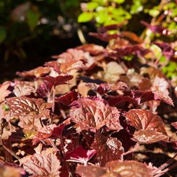 Heuchera micrantha 'Palace Purple'