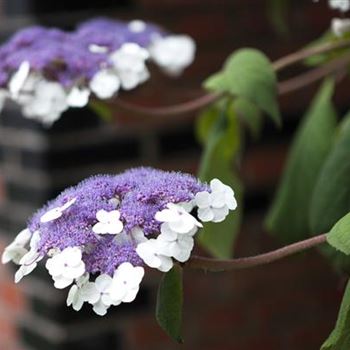 Hydrangea aspera 'Macrophylla'