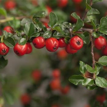 Cotoneaster praecox 'Boer'