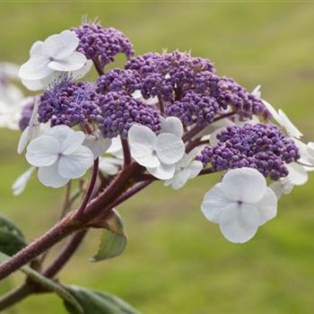 Hydrangea aspera 'Macrophylla'