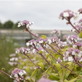 Hydrangea aspera 'Macrophylla'