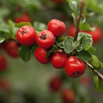 Cotoneaster praecox 'Boer'