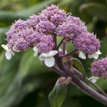 Hydrangea aspera 'Macrophylla'