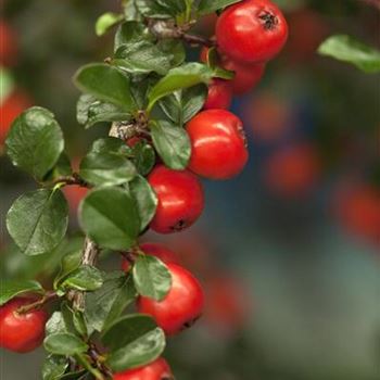 Cotoneaster praecox 'Boer'