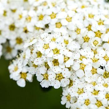 Spiraea x arguta