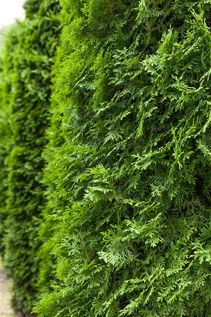 Thuja occidentalis 'Columna' von Bruns Pflanzen