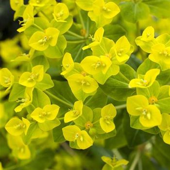 Euphorbia cornigera 'Goldener Turm'