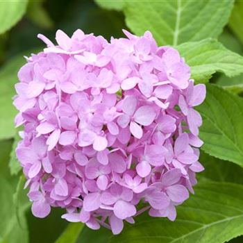 Hydrangea 'Endless Summer'®