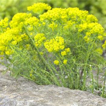 Euphorbia cyparissias