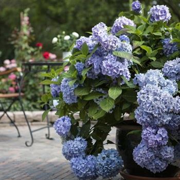 Hydrangea 'Endless Summer'®