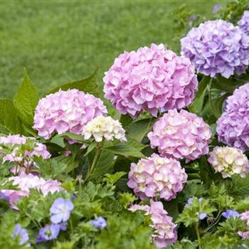 Hydrangea 'Endless Summer'®