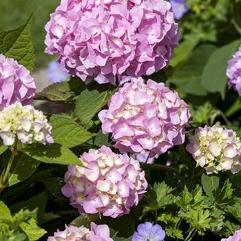 Hydrangea 'Endless Summer'®