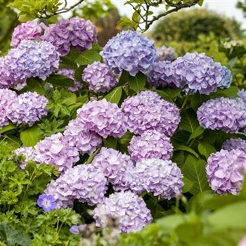 Hydrangea 'Endless Summer'®