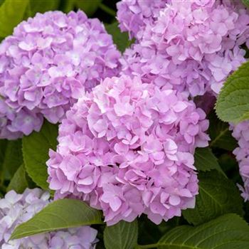 Hydrangea 'Endless Summer'®