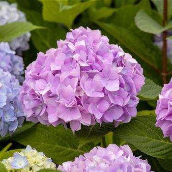 Hydrangea 'Endless Summer'®