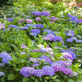 Hydrangea macrophylla