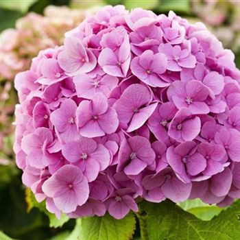 Hydrangea macrophylla