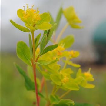 Euphorbia palustris