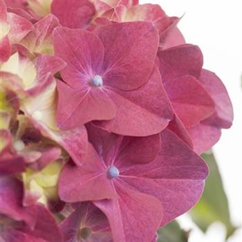 Hydrangea macrophylla