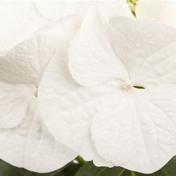 Hydrangea macrophylla