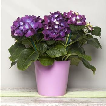 Hydrangea macrophylla