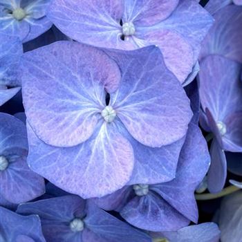 Hydrangea macrophylla 'Bela'(s)