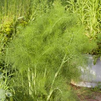 Foeniculum vulgare 'Greeny'