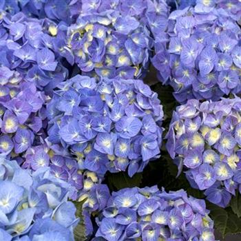 Hydrangea macrophylla 'Bela'(s)