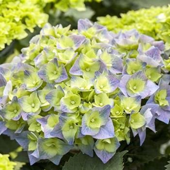 Hydrangea macrophylla 'Bela'(s)