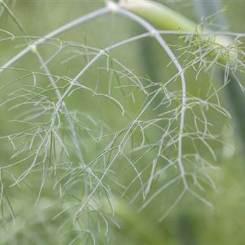 Foeniculum vulgare