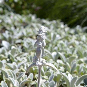 Stachys byzantina 'Silver Carpet'