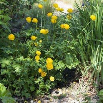 Trollius europaeus