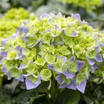 Hydrangea macrophylla 'Bela'(s)