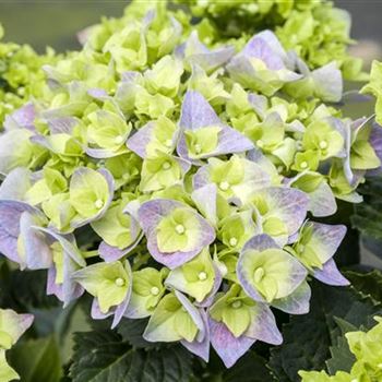 Hydrangea macrophylla 'Bela'(s)