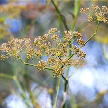 Foeniculum vulgare