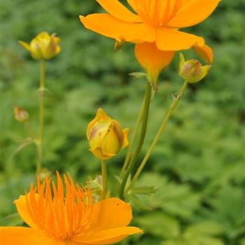 Trollius europaeus