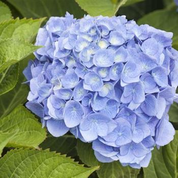 Hydrangea macrophylla 'Bela'(s)