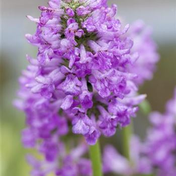 Stachys monnieri 'Hummelo'