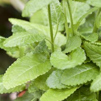 Stachys monnieri 'Hummelo'