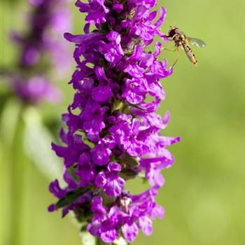 Stachys monnieri 'Hummelo'