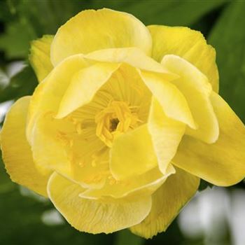 Trollius x cultorum 'Alabaster'