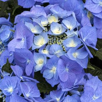 Hydrangea macrophylla 'Blaumeise'