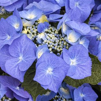 Hydrangea macrophylla 'Blaumeise'