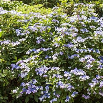 Hydrangea macrophylla 'Bodensee'