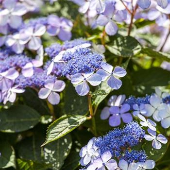 Hydrangea macrophylla 'Bodensee'