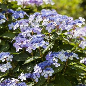 Hydrangea macrophylla 'Bodensee'