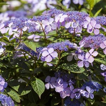 Hydrangea macrophylla 'Bodensee'