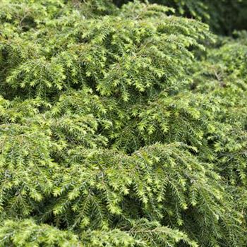 Tsuga canadensis 'Nana'