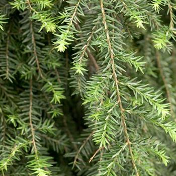 Tsuga canadensis 'Pendula'